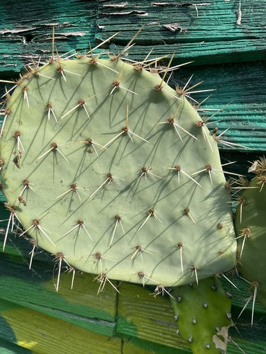 Very large opuntia engelmanni - very,