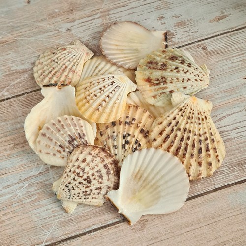 Craft scallop shells candy - shells,