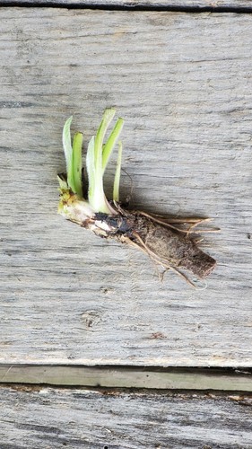 Organic comfrey roots bocking - organic,