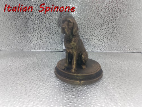Italian spinone dog - italian, bust