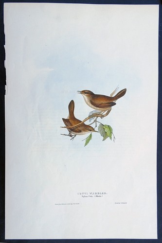 John gould birds ornithology - gould,