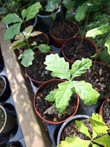 English oak tree starter - tree,