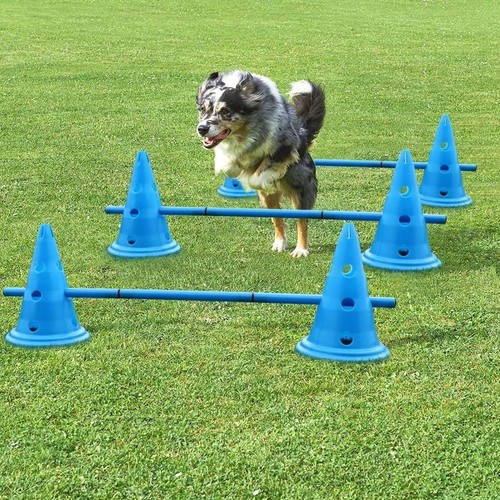 Dog agility set jump - dog,