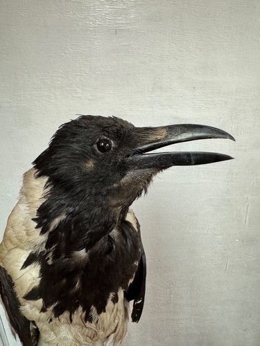 Hooded crow - hooded,