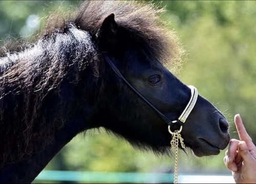 Falabella - (miniature, horse)