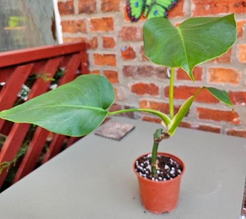 Monstera deliciosa cheese - deliciosa,
