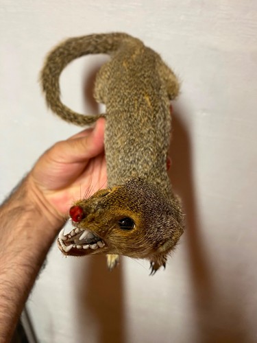 Taxidermy mongoose real - taxidermy,