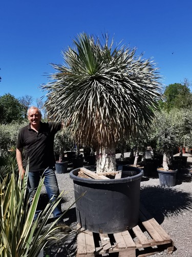 10ft yucca rostrata - 1, 9.5-10ft