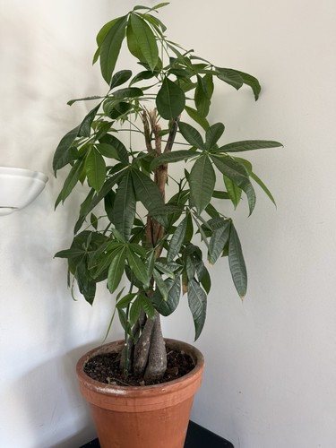 Chinese money plant tree in - money, /