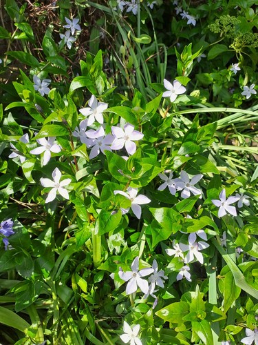Vinca major - vinca,