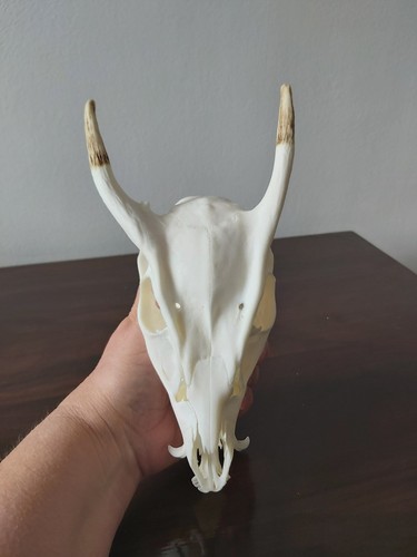 Muntjac buck deer - muntjac,