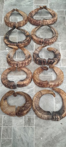 Pairs ram horns - 10,