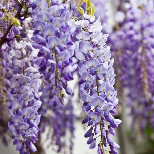 Wisteria sinensis chinese - sinensis,