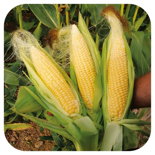 Sweetcorn goldcrest large - 'goldcrest',