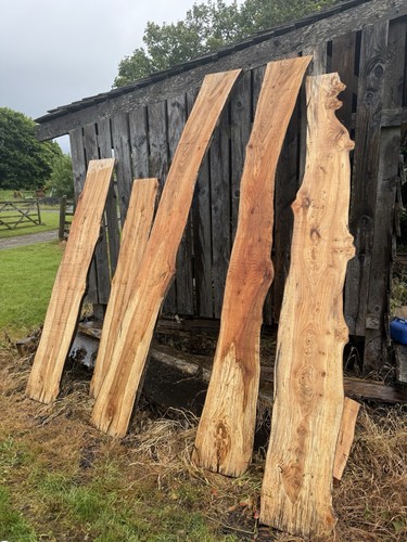 Elm timber boards - timber,