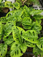 Monstera Adansonii Swiss