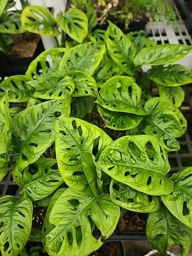 Monstera adansonii swiss - monstera,