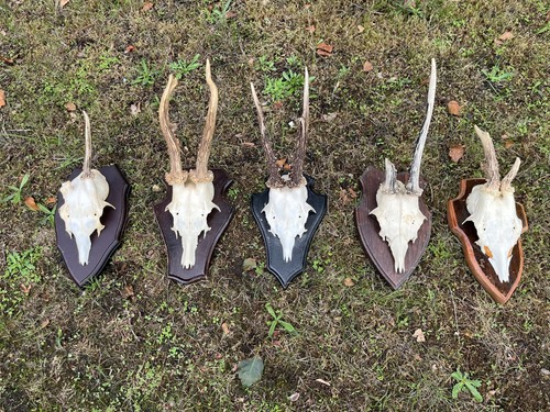 Nice roe deer buck - nice,
