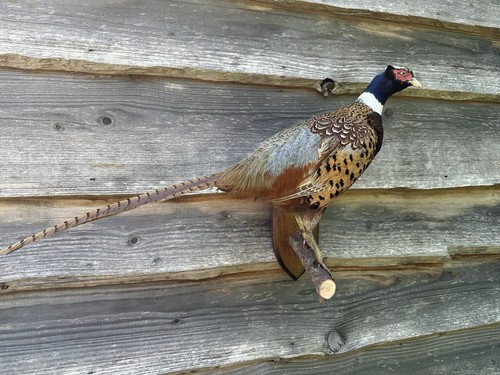 Ringneck cock pheasant - pheasant, (