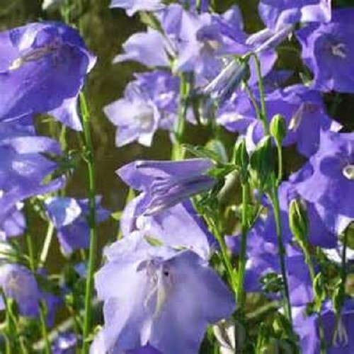 Campanula persicifolia in - persicifolia,