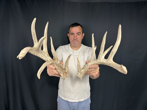 172 set whitetail deer cuts - set,
