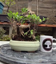 Ficus Microcarpa - Banyan Fig