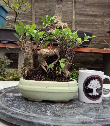 Ficus microcarpa banyan fig - microcarpa,