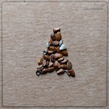 30 x Seeds Salvia apiana - Indian Smoked Sage - White Sage - Seeds - Excellent