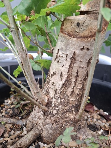Chunky oak bonsai - chunky,