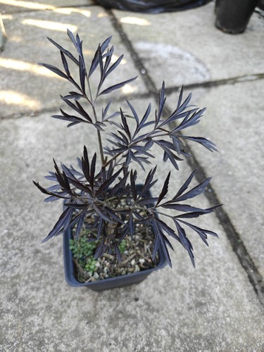 Sambucus nigra black lace - black,
