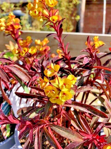 Euphorbia miner merlot - euphorbia, 'miner's