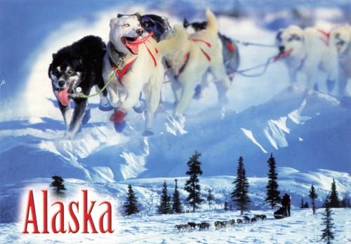 Postcard alaska trail sled - alaska,