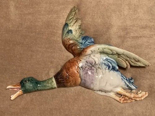 Massive flying mallard - flying,