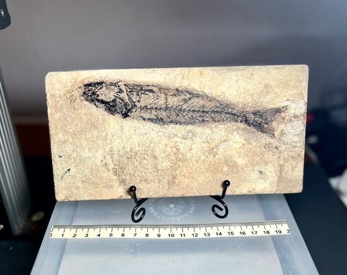 Larger mioplosus fossil - mioplosus,