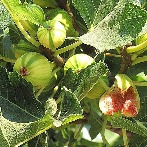 Ficus carica panachee 2l - carica, in