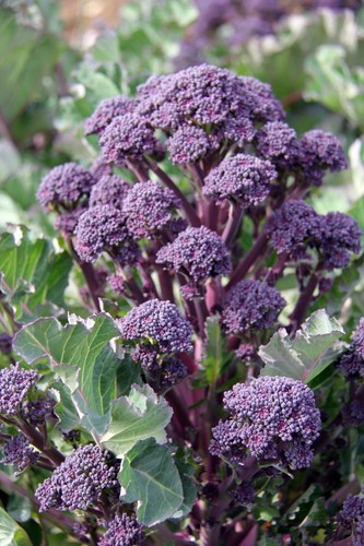 Purple sprouting broccoli - purple,