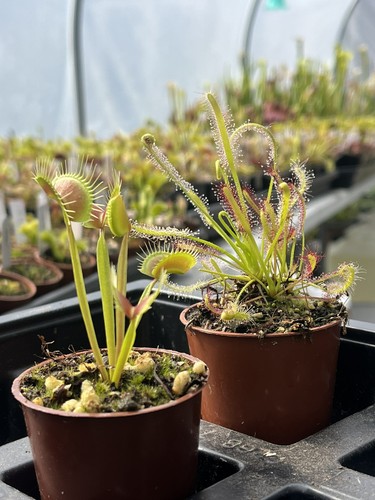 Venus flytrap sundew duo - venus, &