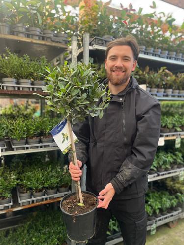 Standard bay tree - bay,