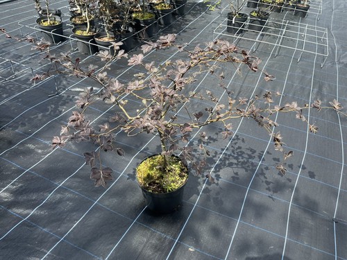 Purple copper beech tree - purple/copper,