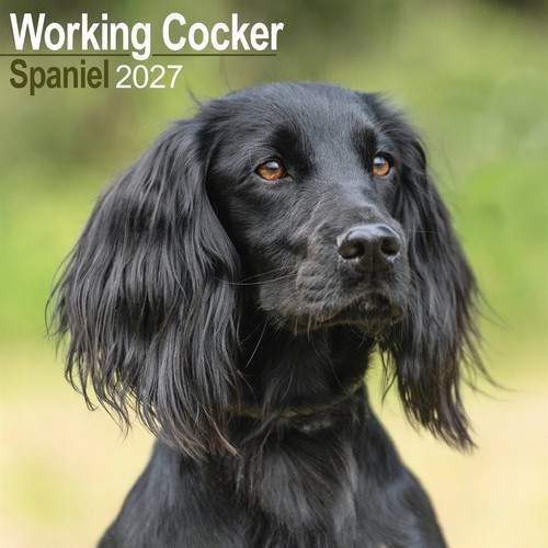 Working cocker spaniel - working,