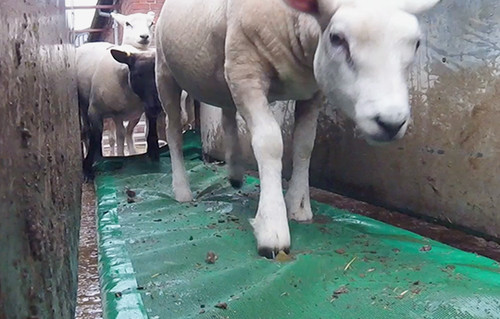Best value sheep footbath - best, value!!!