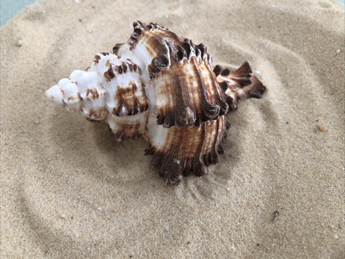 Large 10cm murex - 1,