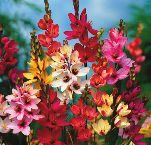 Ixia flowers corm - ixia,