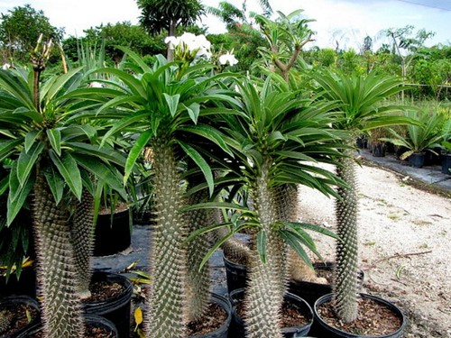 Pachypodium lamerei seeds - lamerei, |