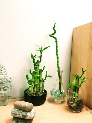 Plants lucky bamboo combo - bamboo,