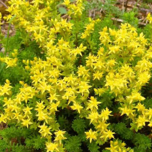 Goldmoss stonecrop sedum - stonecrop,