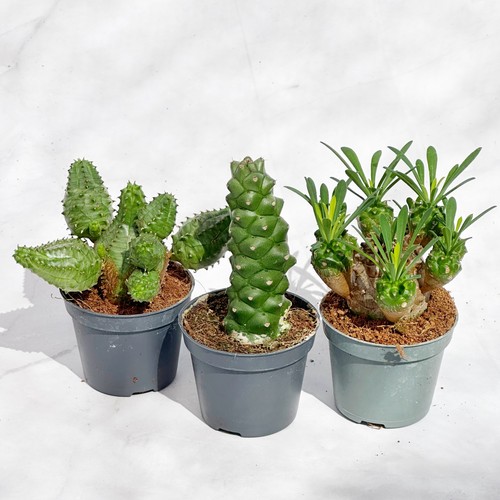 Mixed euphorbia small pot set - mixed,