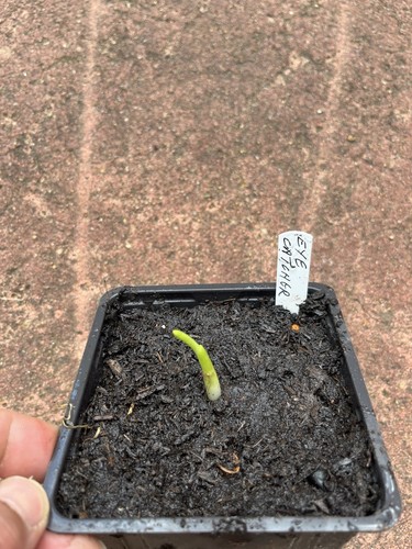 Hosta eye catcher medium - catcher, -,medium