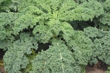 Siberian Dwarf Kale - 50+ Seeds - HEIRLOOM VEGETABLE! B 073