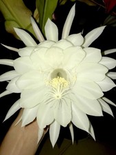 Epiphyllum Oxypetalum (kadupul
